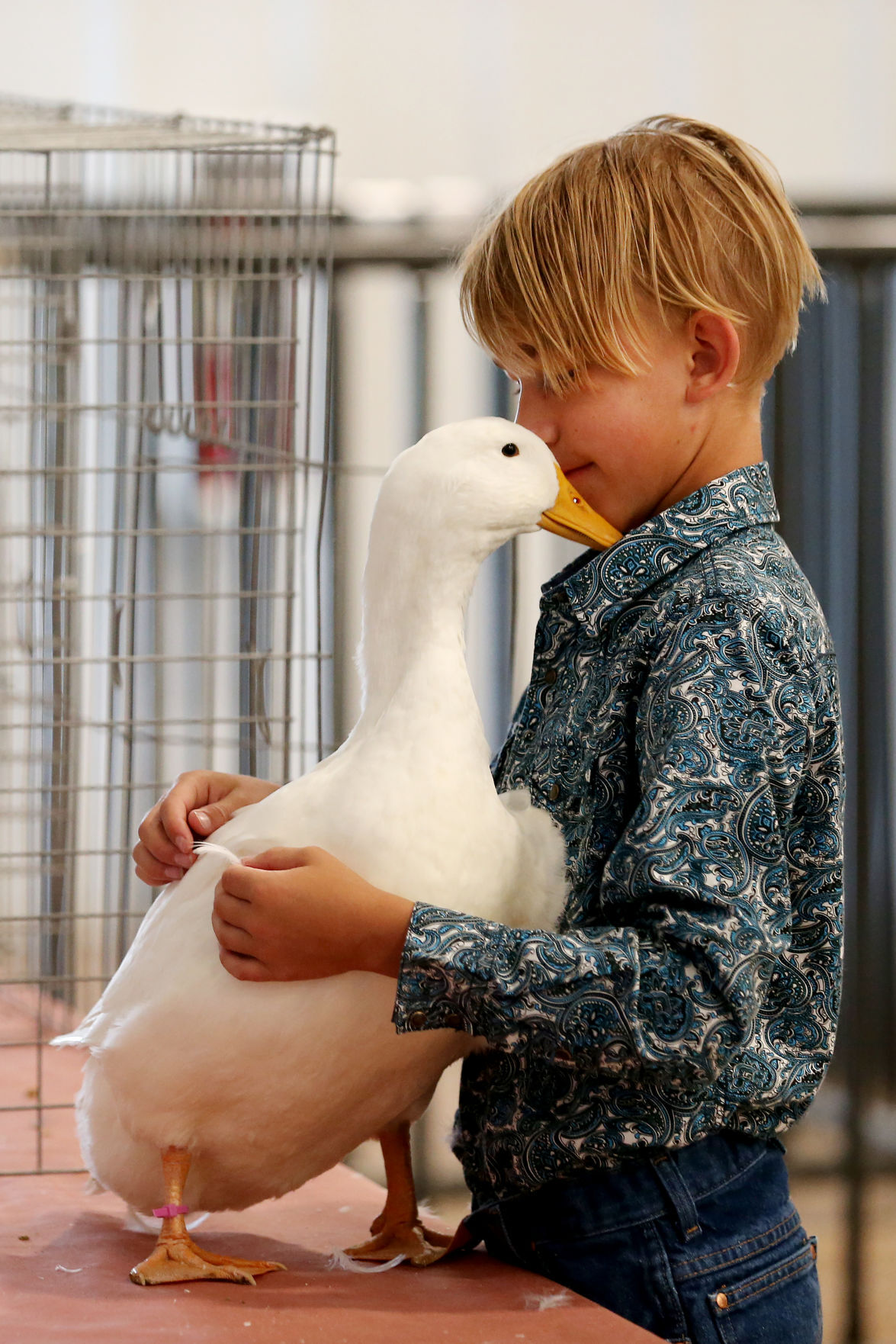 20200729-news-fairchickens-mc-8.JPG