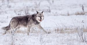 Yellowstone’s oldest wolf pack, Mollie’s Pack, leaves the park, raising fears for its future