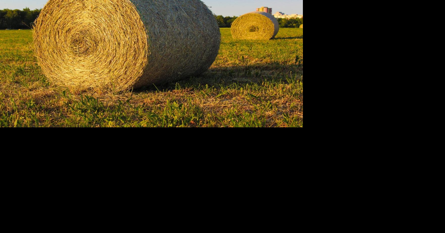 Hay prices causing issues for stockgrowers Agribusiness