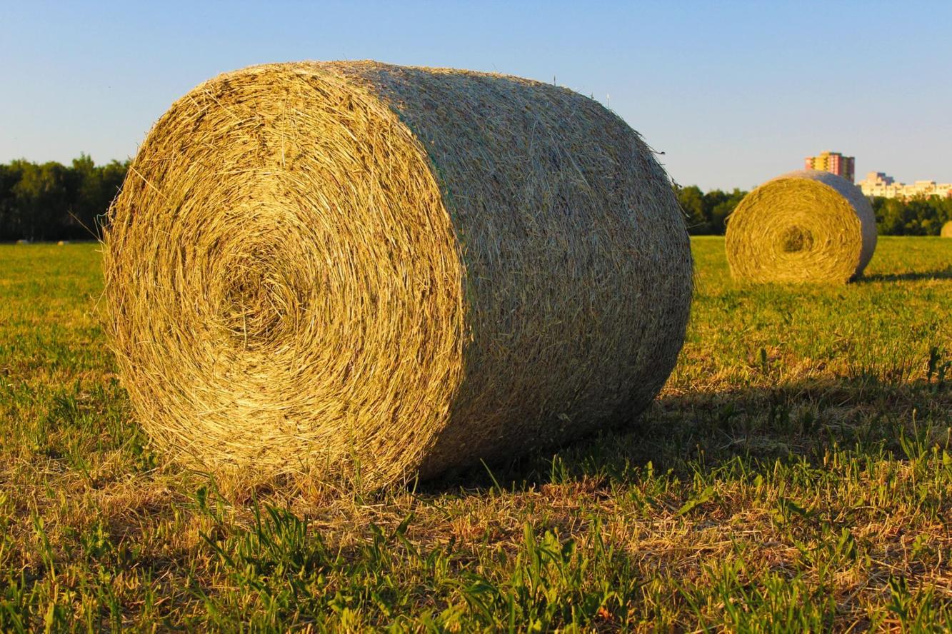 Hay prices causing issues for stockgrowers Agribusiness