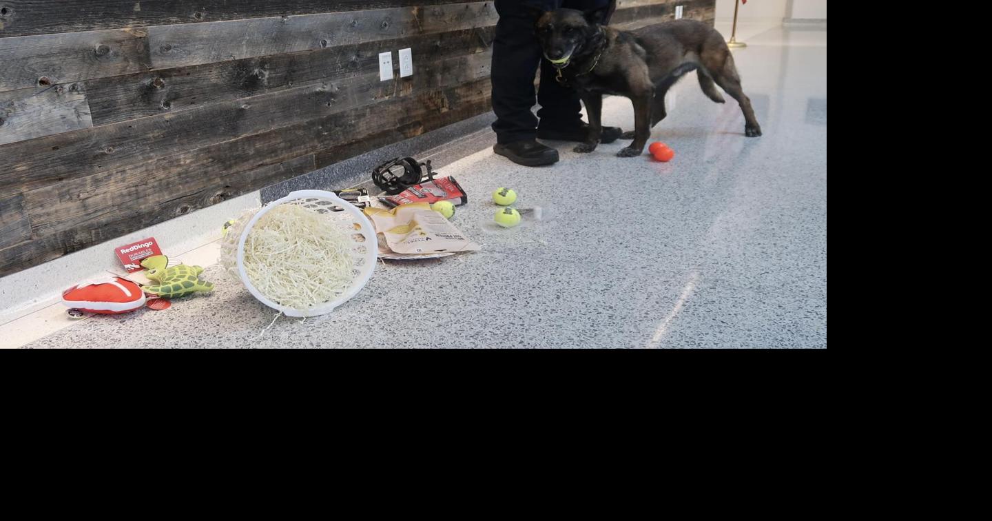 “Hero” K-9 visits teller and other employees threatened by bank robber ...