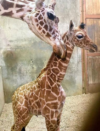 Ja Raffe: Memphis zoo names baby giraffe after NBA star | Basketball |  