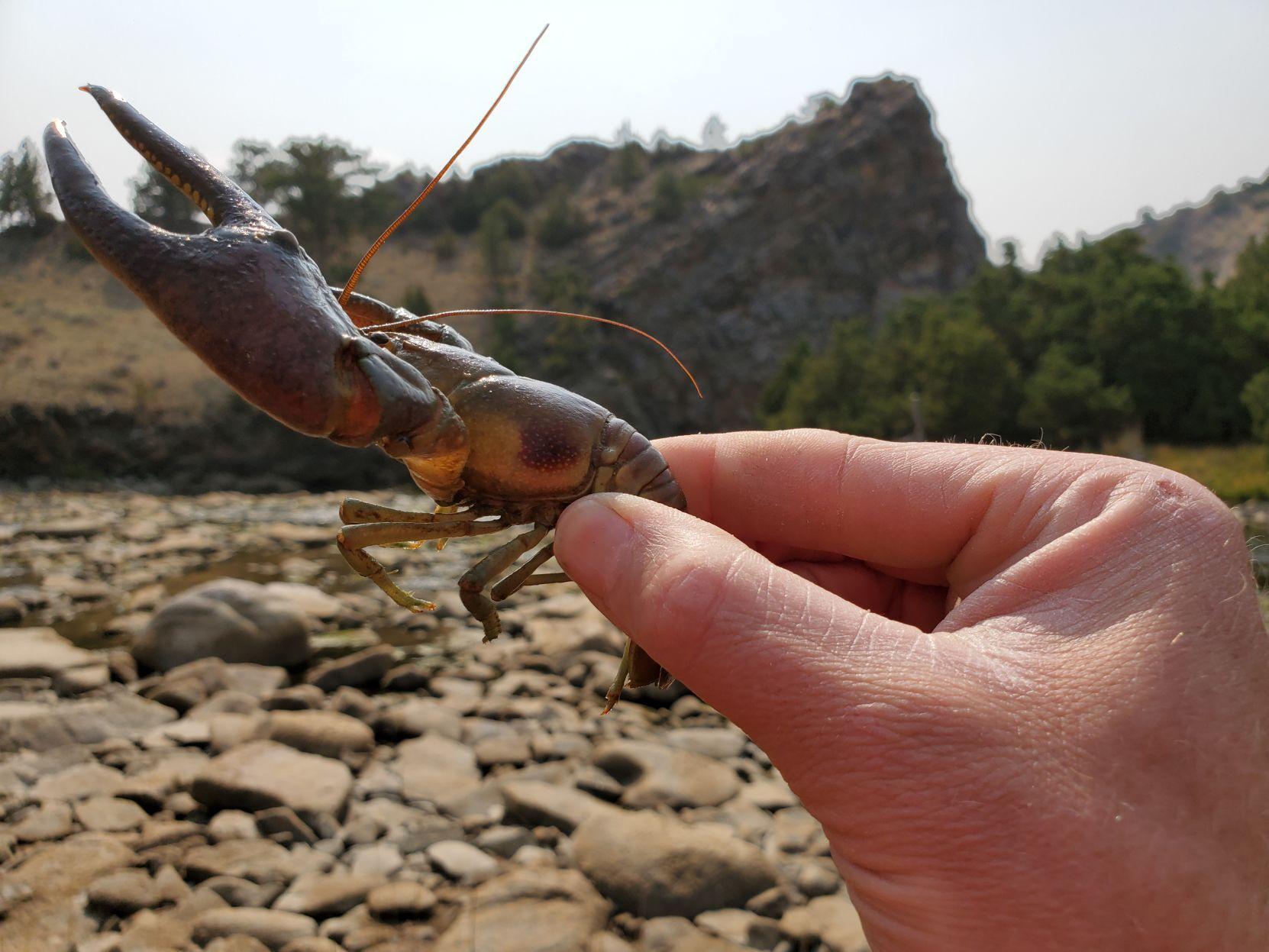 Invasive rusty crayfish discovered in Laramie River | Outdoors