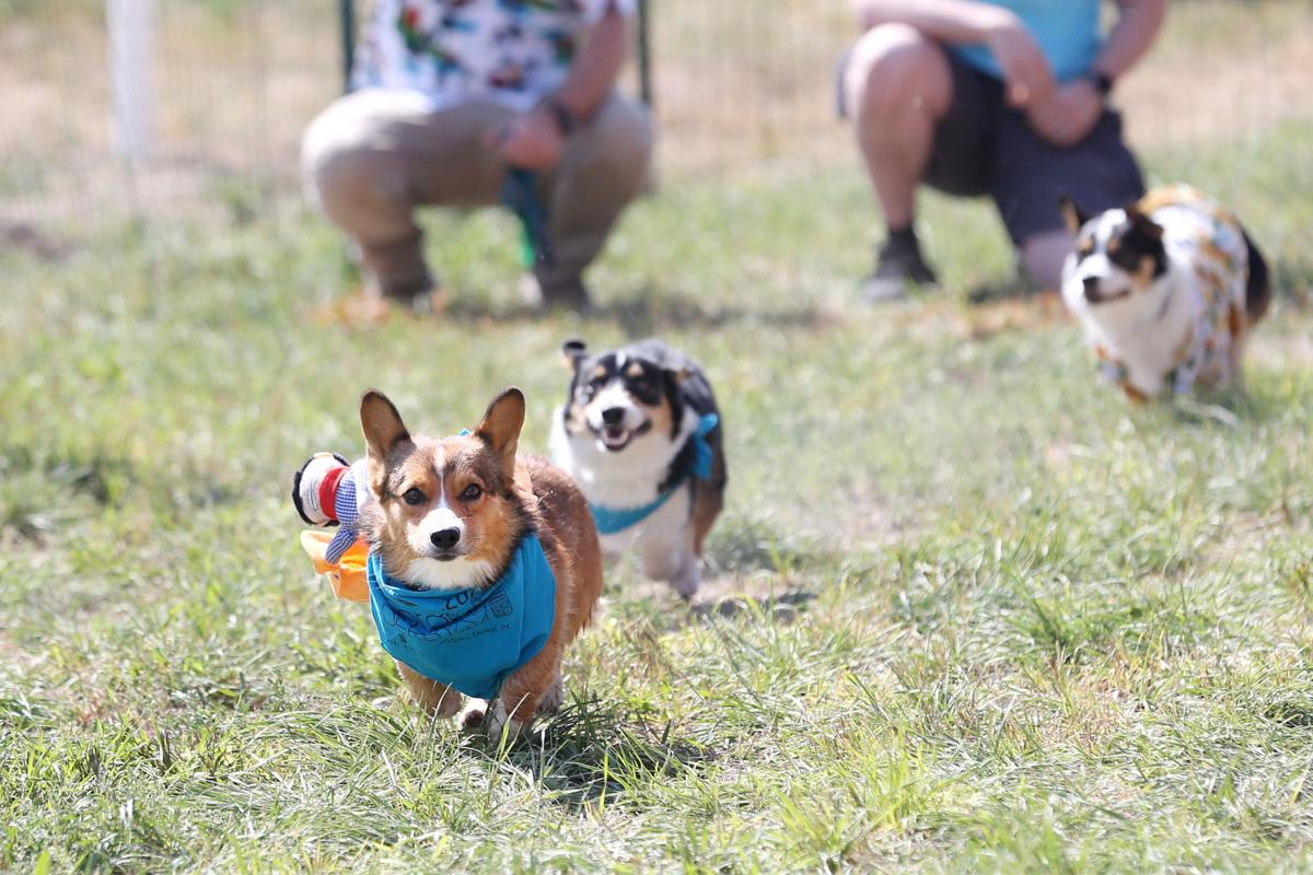20200905-feat-corgiderby-mc-8.JPG