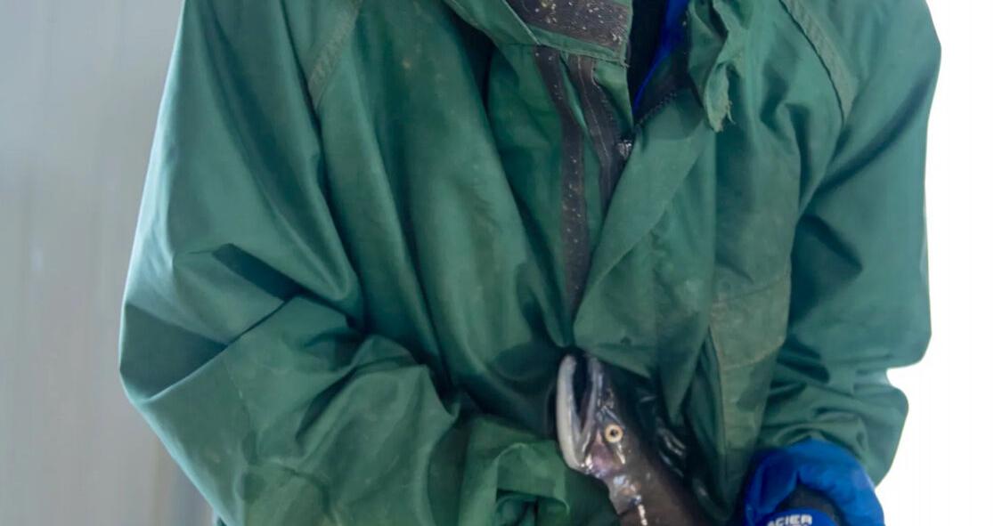 Wyoming, Utah OK'd unlimited lake trout fishing to save Flaming Gorge kokanee, but will anglers help?