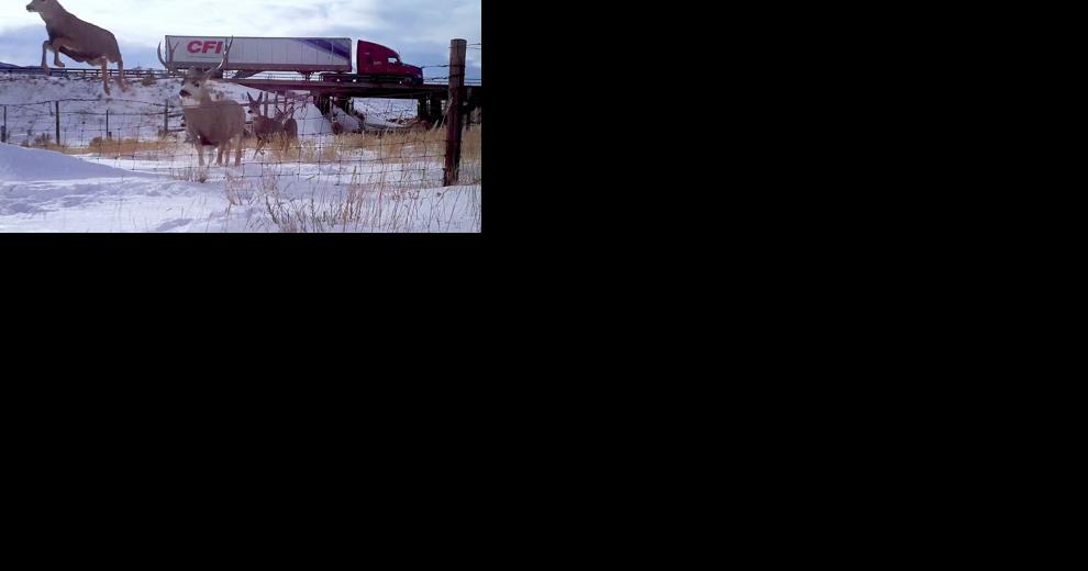 Dry Piney wildlife crossing complete, will facilitate migrations through vital area - Vimarsana News