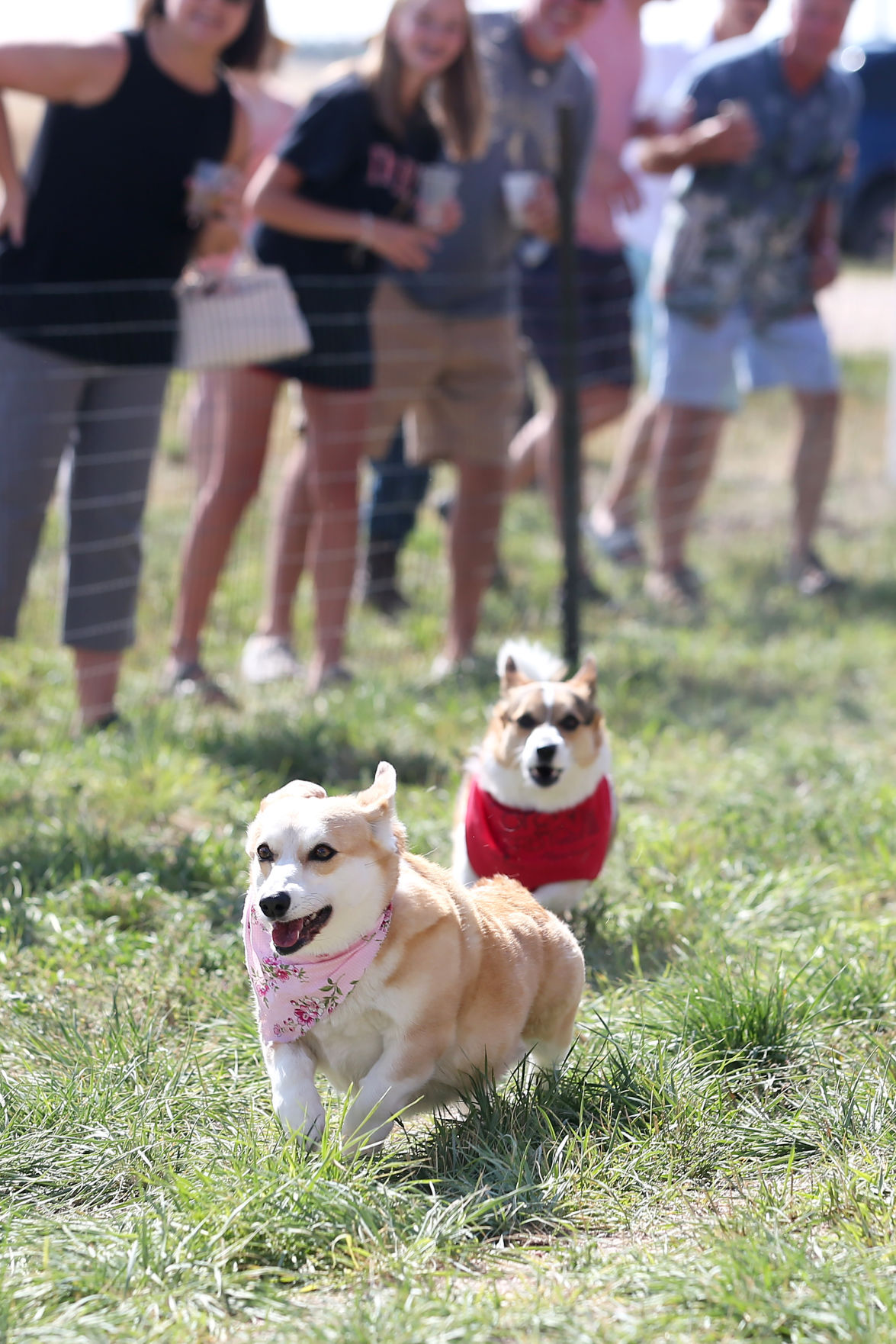 20200905-feat-corgiderby-mc-6.JPG