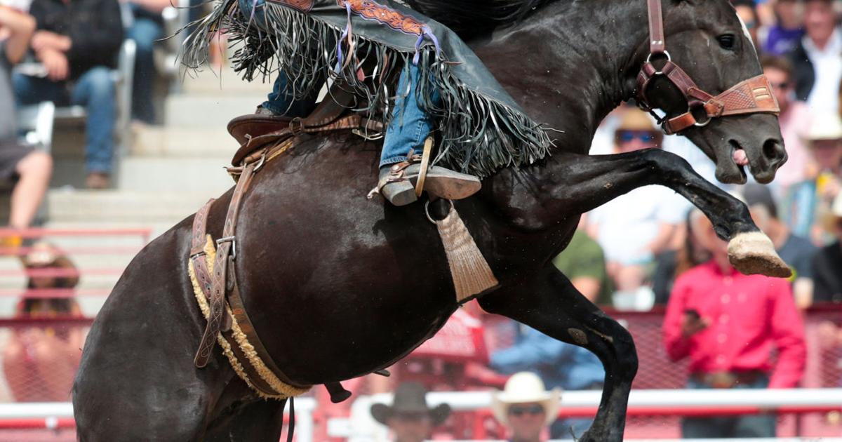 Rookie riders showcase their skills to start careers in rodeo