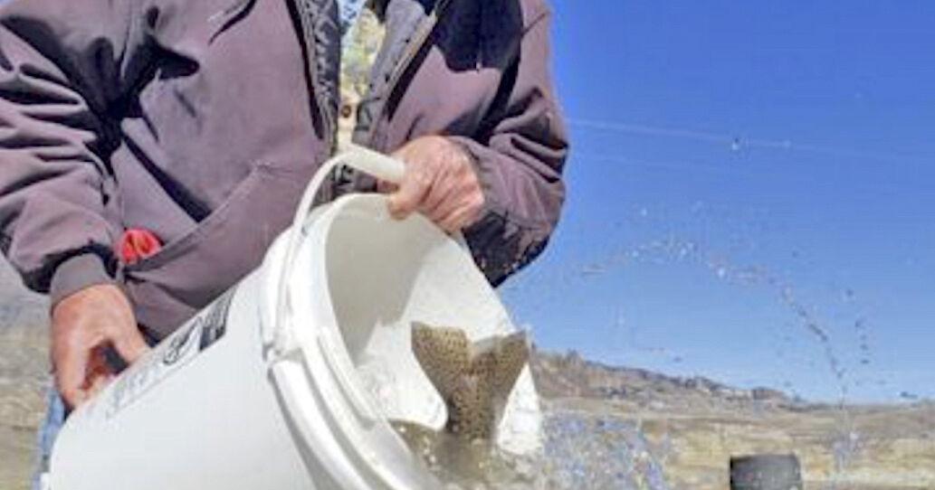 Trout Unlimited volunteers, others conduct fish rescue on North Fork