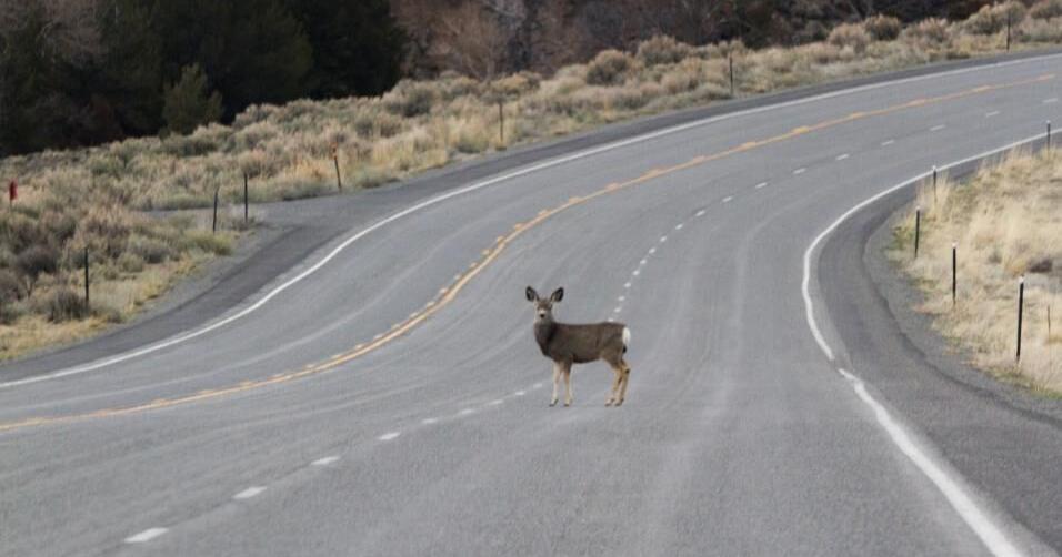 G&F Commission invests in wildlife crossings on US Highway 26 - Vimarsana News