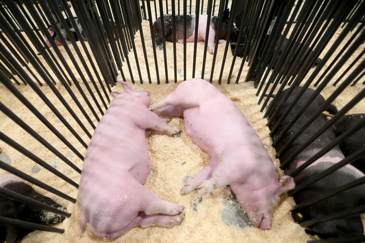 20200806-feat-fairpigs-mc-4.JPG