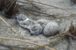 Why Trump’s move to gut the Endangered Species Act likely won’t hold up in court