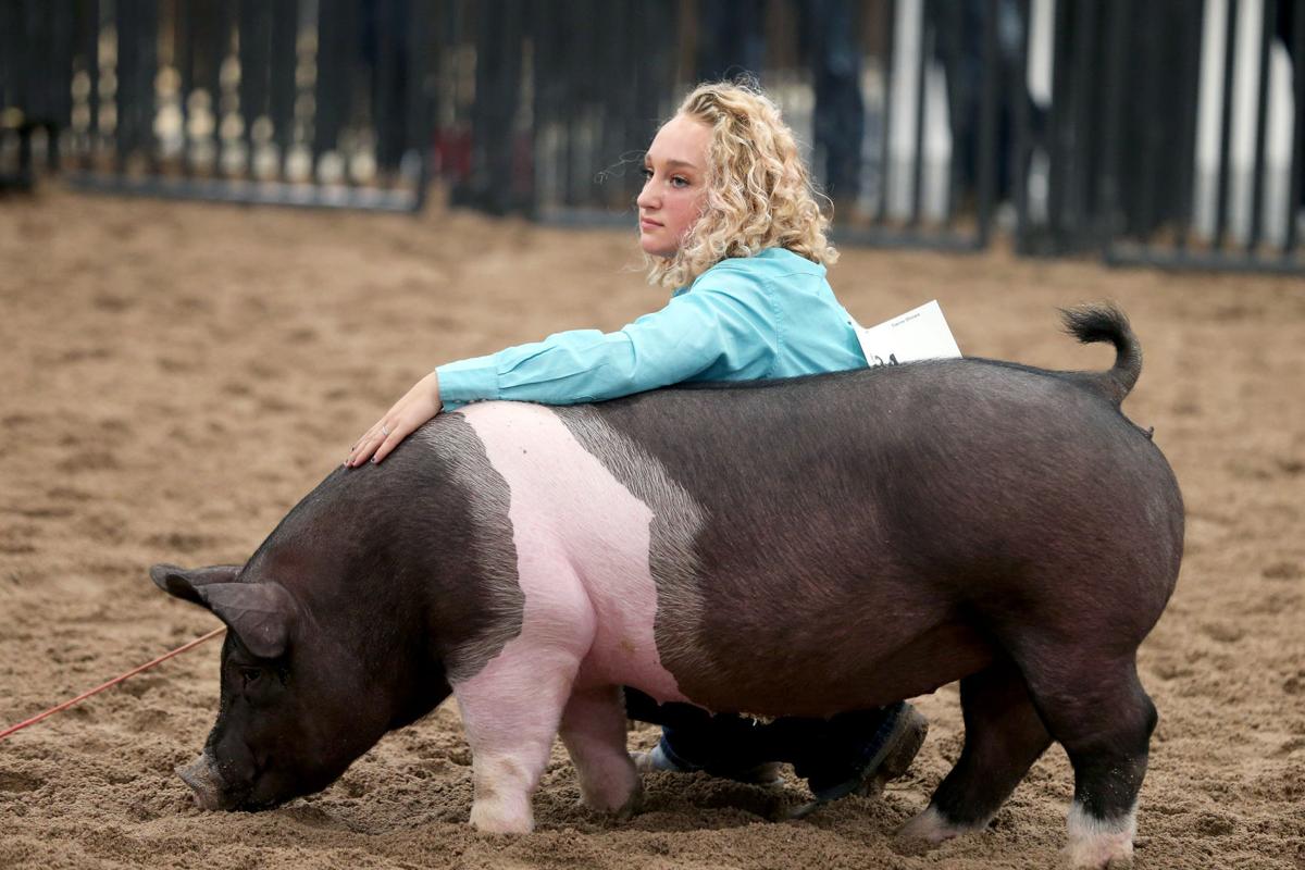20200806-feat-fairpigs-mc-6.JPG