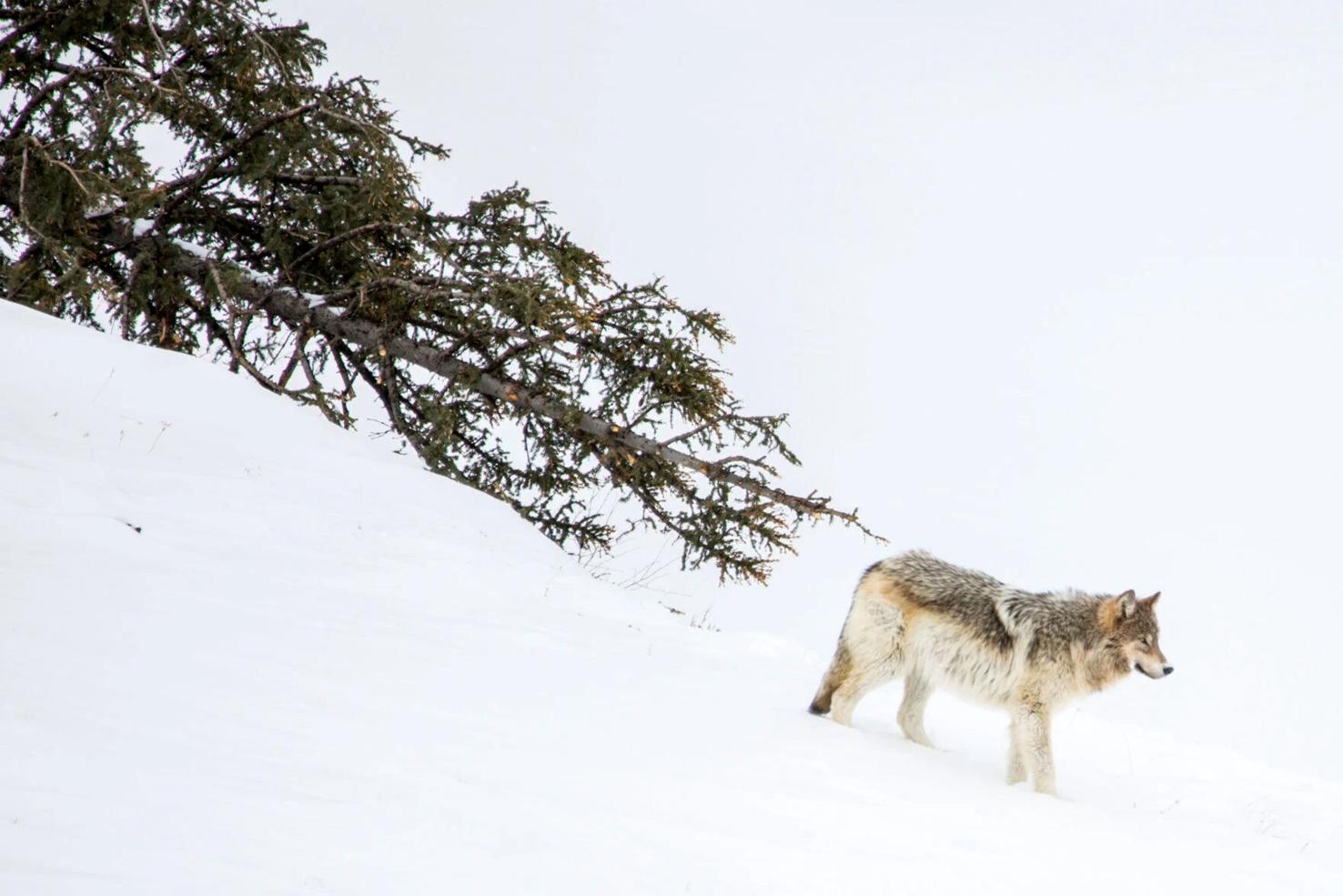 Wyoming Game and Fish proposes cutting wolf hunting season in half ...