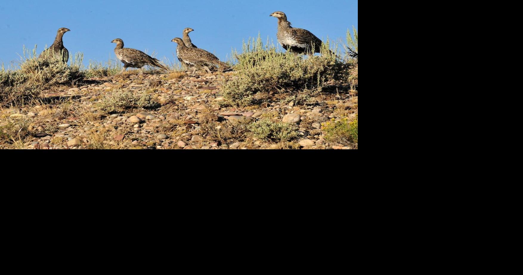 Wyoming sage grouse slumped in 2026, as long-term trend line also points down