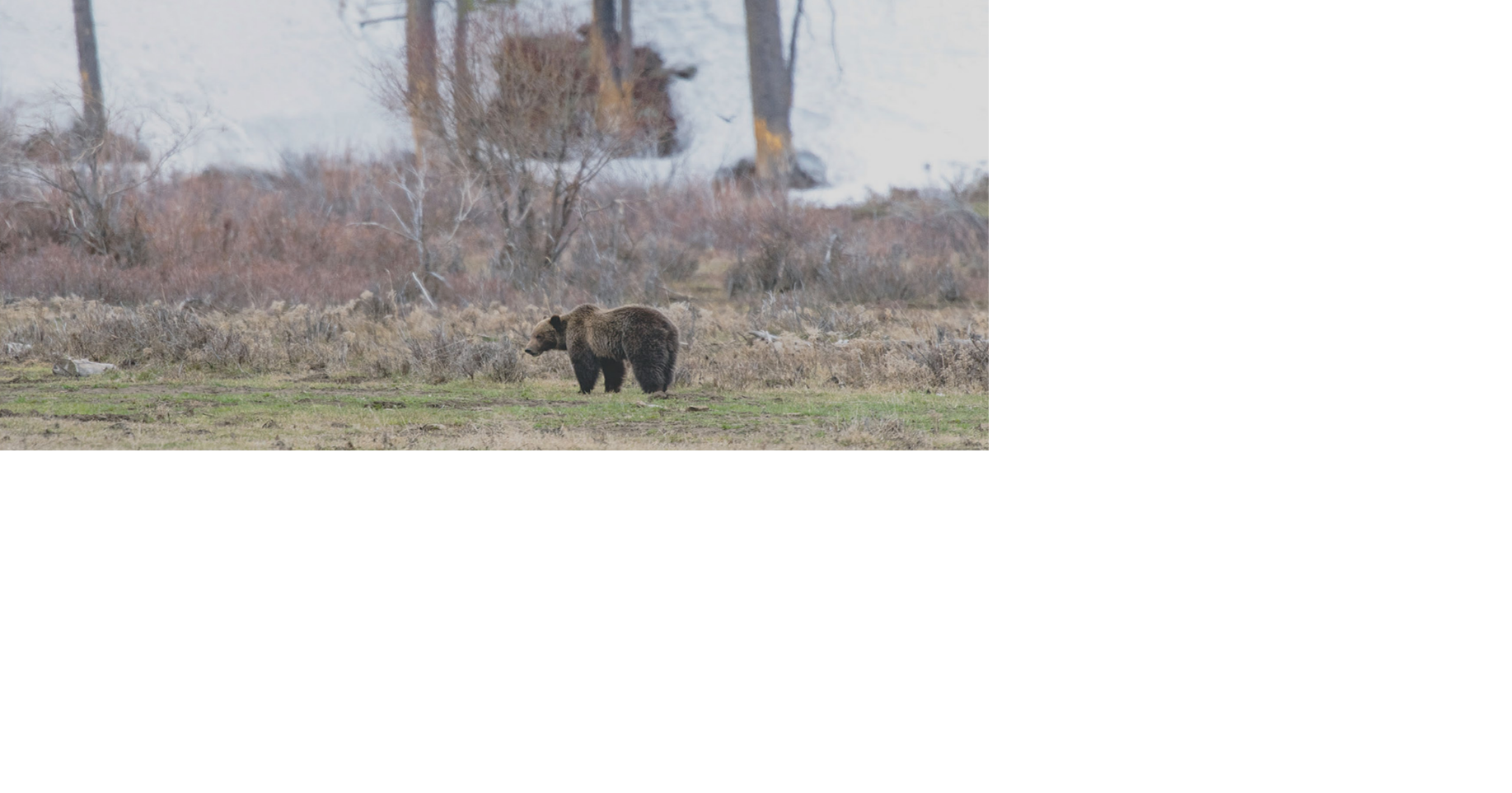 Improving grizzly bear genetic diversity a work in progress | State ...