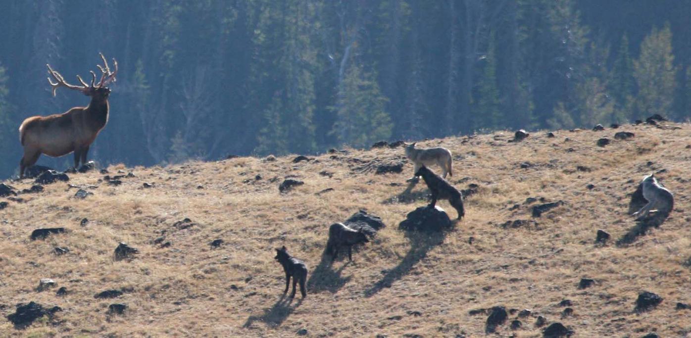 Studies of wolfelk interactions continue in Yellowstone News