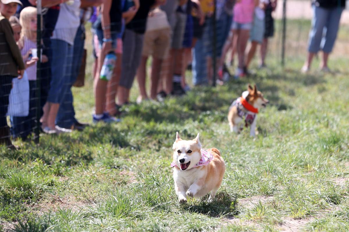 20200905-feat-corgiderby-mc-3.JPG