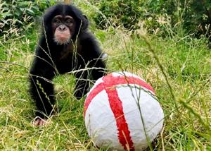 Chimp predicts England will beat Argentina in World Cup semi-final