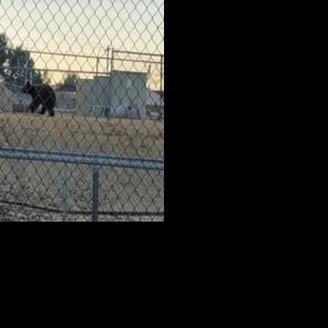 Bear wanders near Tiger territory in Rock Springs Rocket Miner