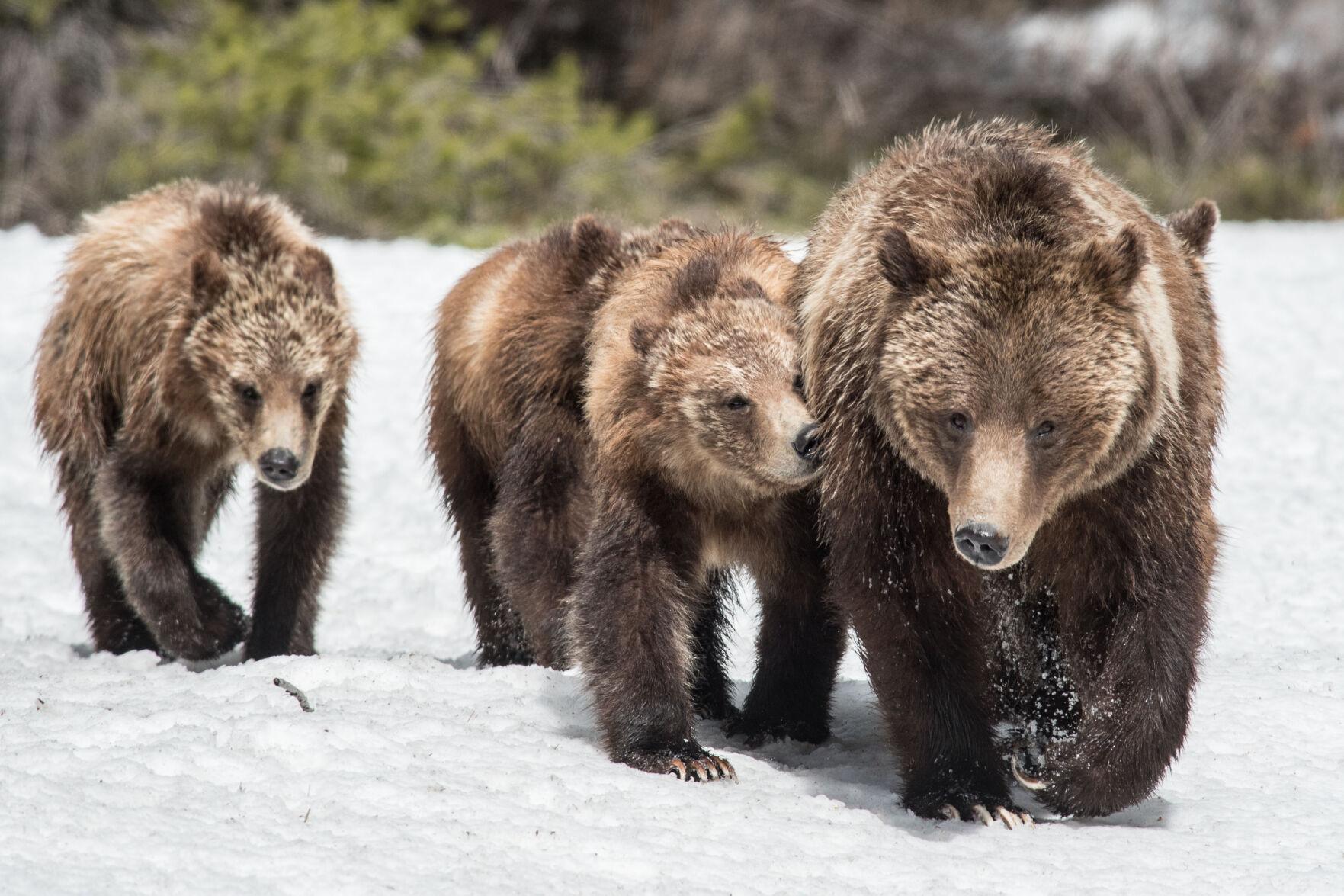 Grizzly managers worried about 399 and cubs From The Wire