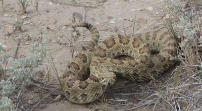 Turkey hunt turns up possum playing snake