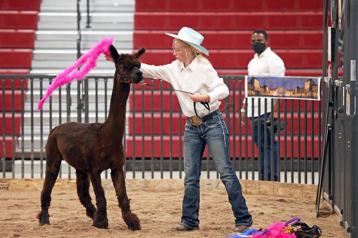 20200730-feat-fairalpacas-mc-2.JPG