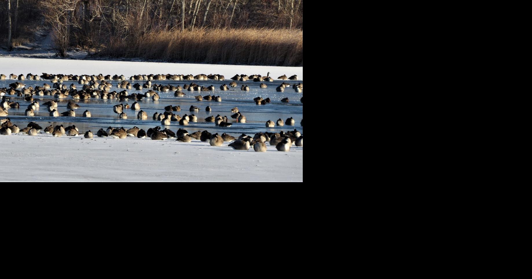 Louisiana 2022 Christmas Bird Count List Ghosts Of Christmas Bird Counts Past Visit Local Birdwatcher | Outdoors |  Wyomingnews.com