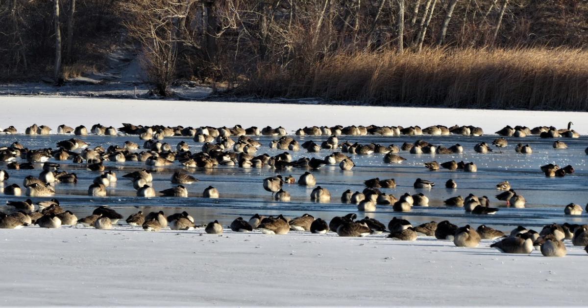 Louisiana 2022 Christmas Bird Count List Ghosts Of Christmas Bird Counts Past Visit Local Birdwatcher | Outdoors | Wyomingnews.com