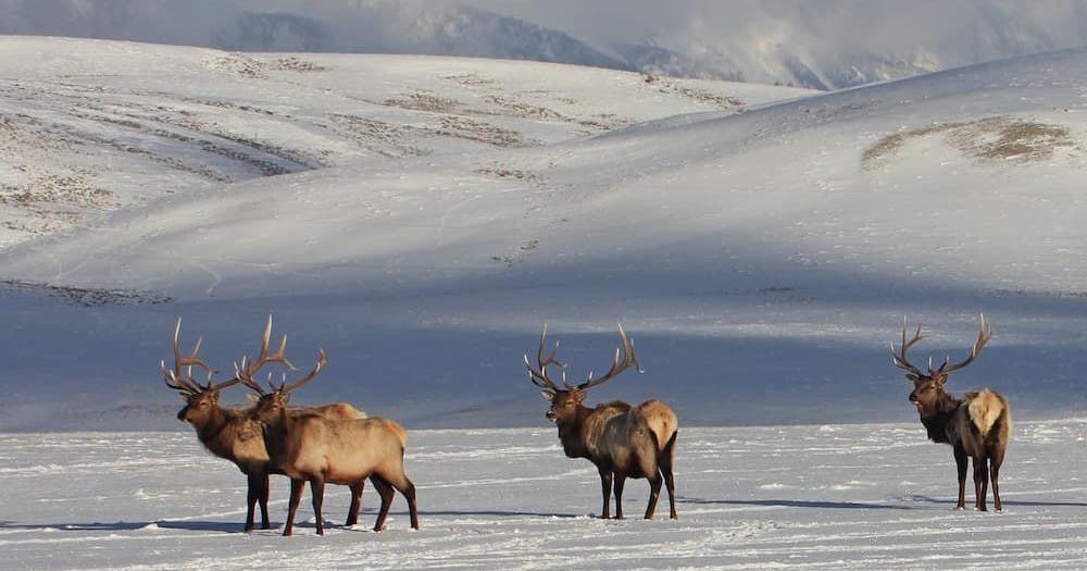 National Elk Refuge will stake out the future of feeding; legal challenges all but certain - Vimarsana News