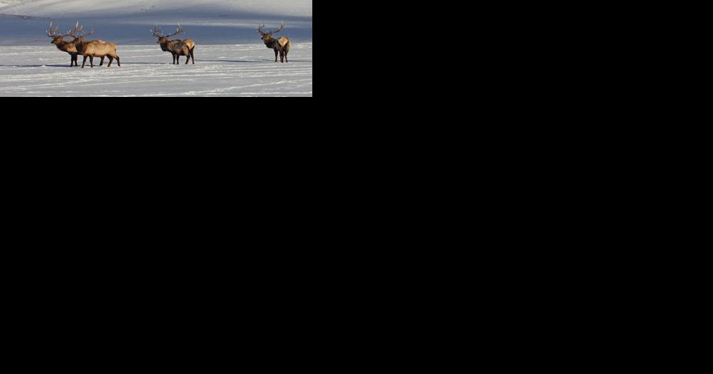 National Elk Refuge revising plans for managing elk, bison - Vimarsana News