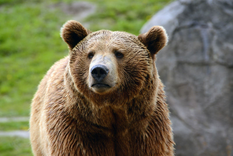 Grizzly bear case moves to Wyoming - Vimarsana News