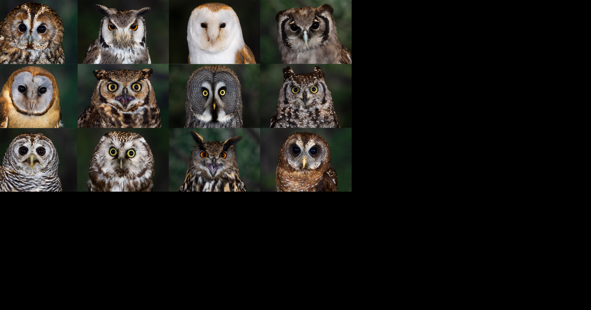 Stunning photos show 12 owls trained for flying displays | National ...
