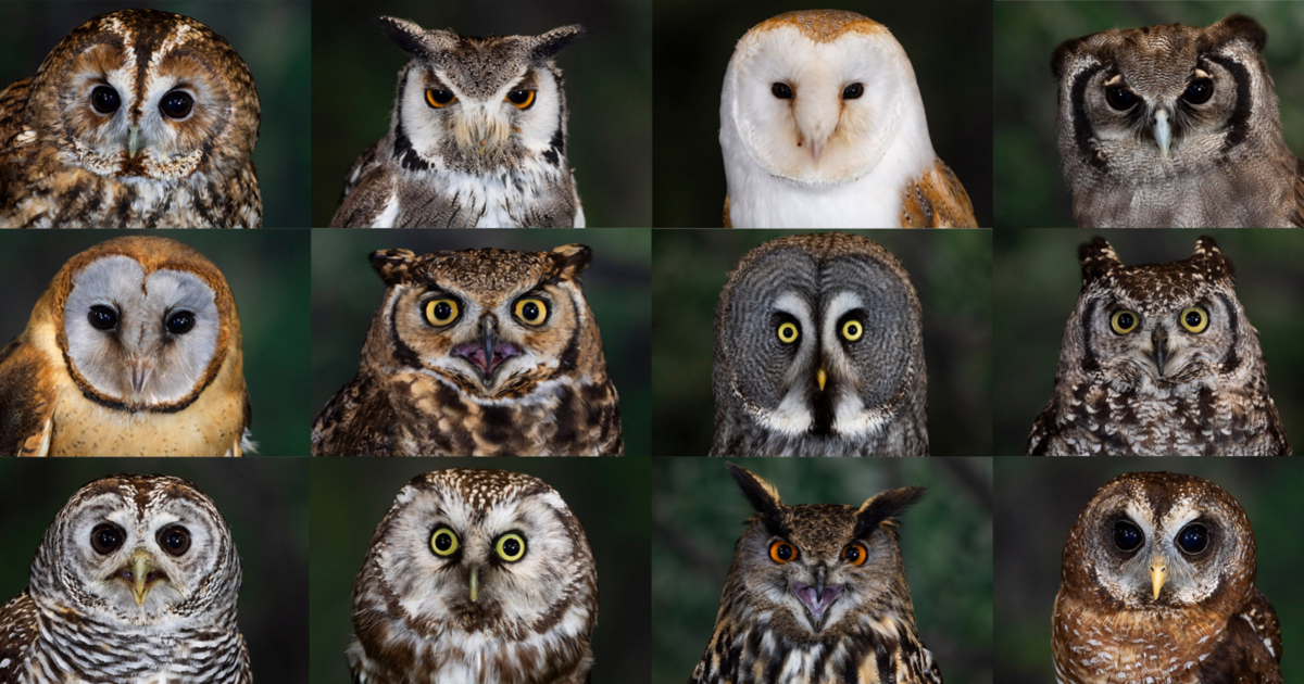 Stunning photos show 12 owls trained for flying displays | National ...