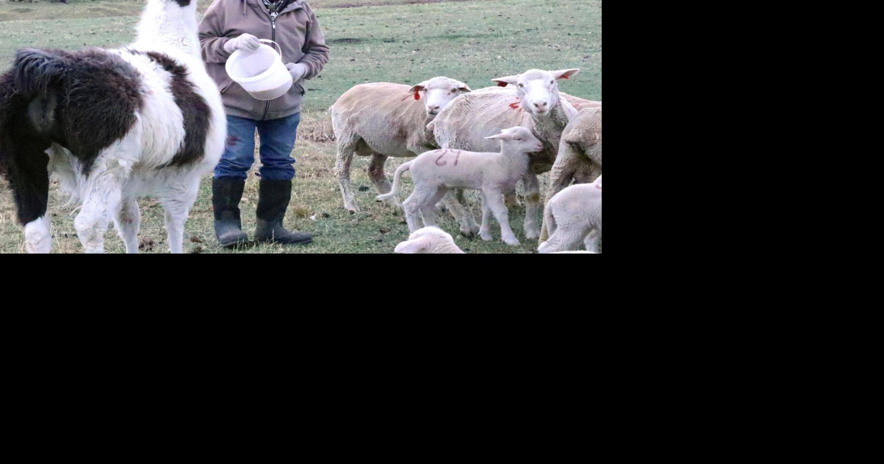 Another shepherd’s spring for Lander farmer