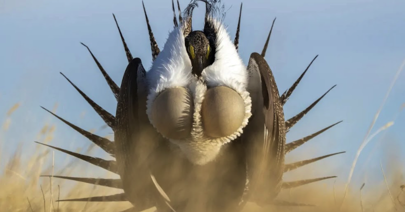 Wyoming stakeholders nudge feds in opposing directions on sage grouse conservation plan - Vimarsana News