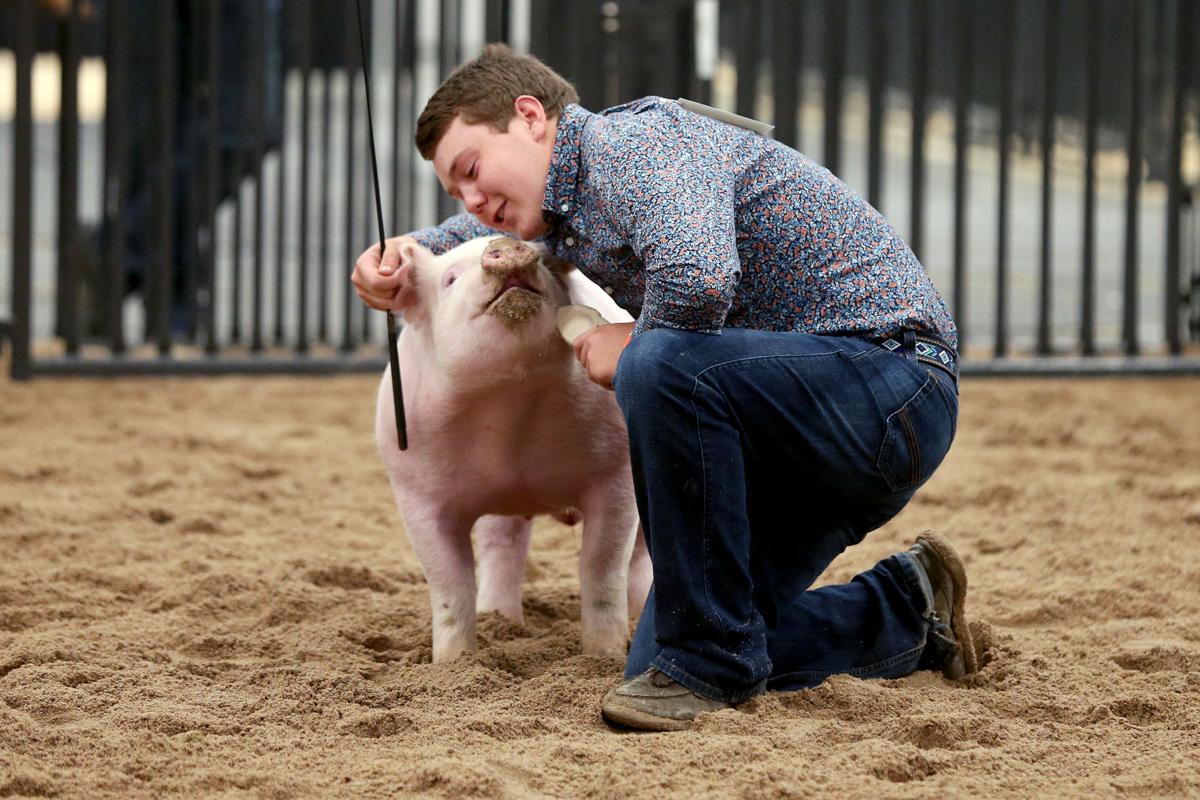 20200806-feat-fairpigs-mc-1.JPG