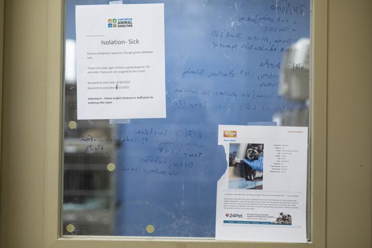 Picture Idea: Shelter Cats Responding To Outbreak Management Plan For Panleukopenia