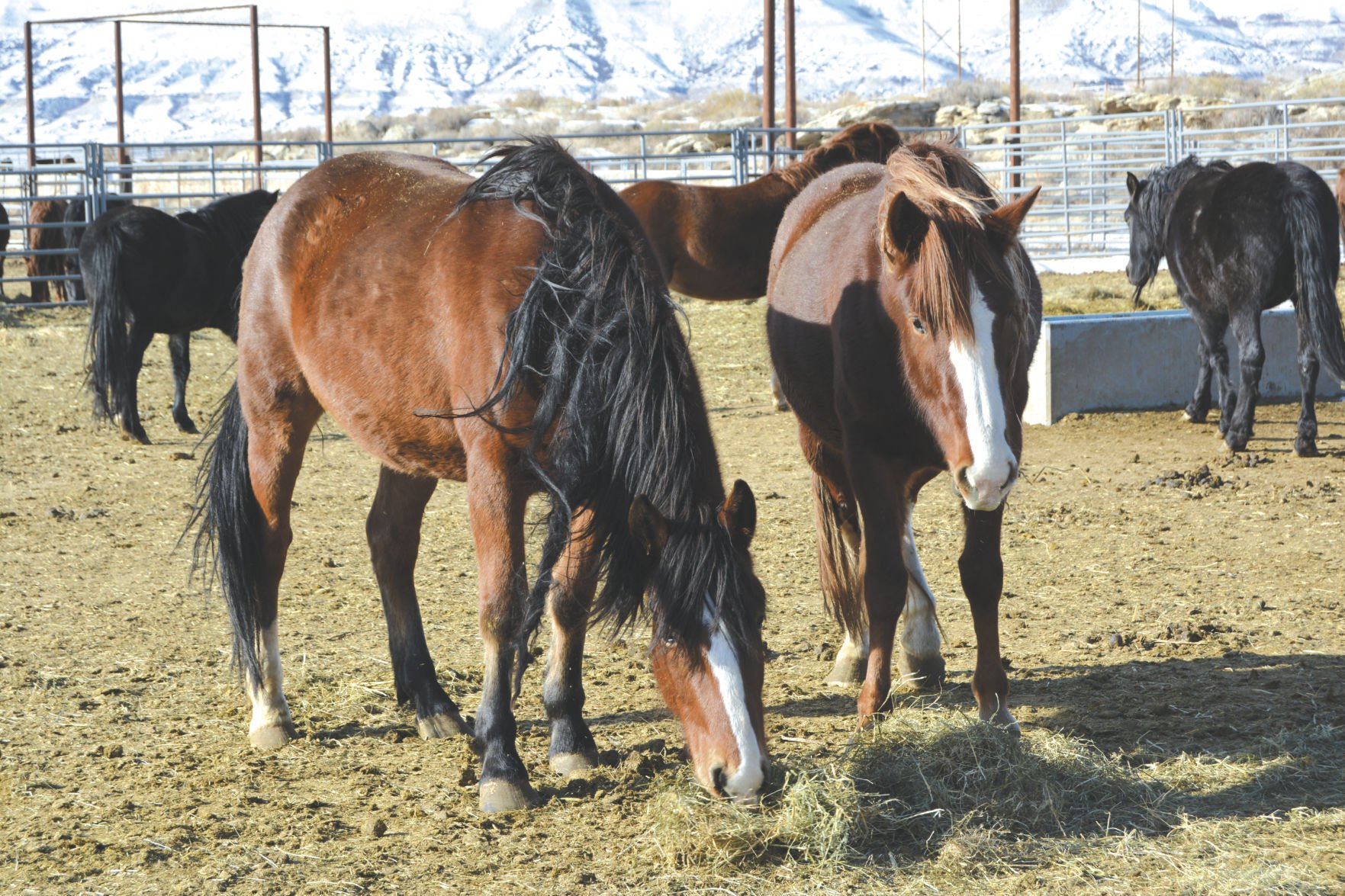 Bureau Of Land Management Offers Wild Horses Adoption Incentive | Local ...