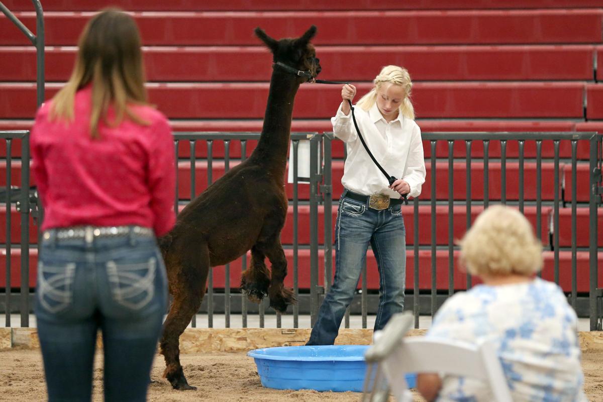 20200730-feat-fairalpacas-mc-5.JPG