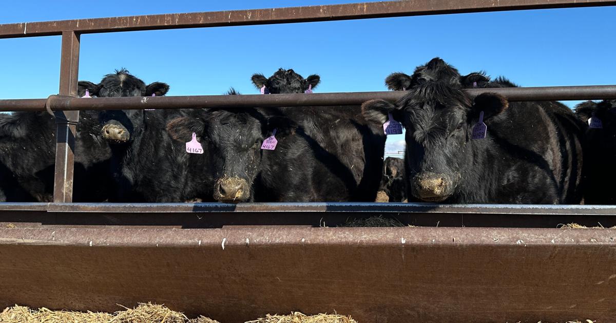 Photo: wyomingnews.com Ranchers Bristle as Trump Lifts Tariffs on Foreign Beef