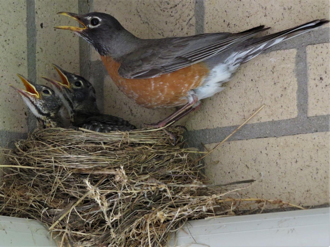 Close Encounters Of The Robin Kind Found In Backyard To Do Wyomingnews Com