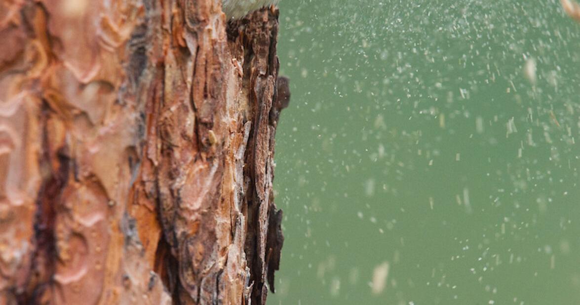Drumbeat of the forest: Woodpeckers alter habitat for the benefit of many critters