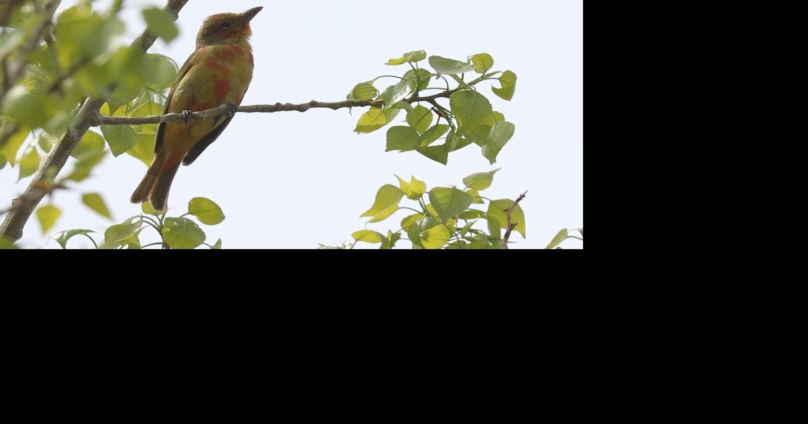 Cheyenne Big Day Bird Count finds rare bird, few shorebirds | Outdoors ...