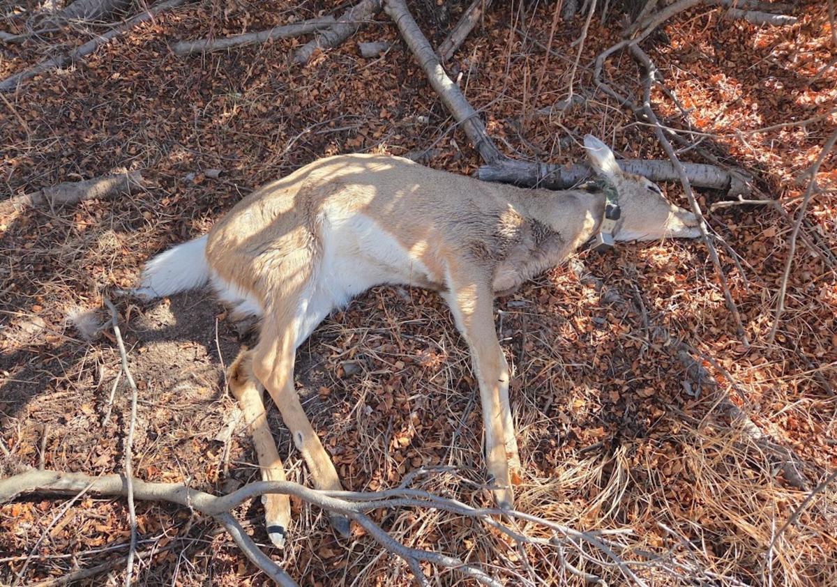 Hunting tweaked to target mule deer departing the world’s most CWD ...