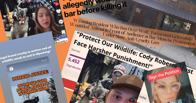 Fury over Wyoming wolf torture allegations sparks demands for steeper penalties, reform - Vimarsana News