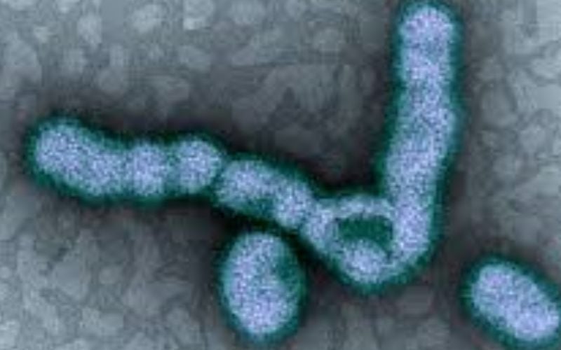 County begins preparing for flu - 5f22ed87bc153.image