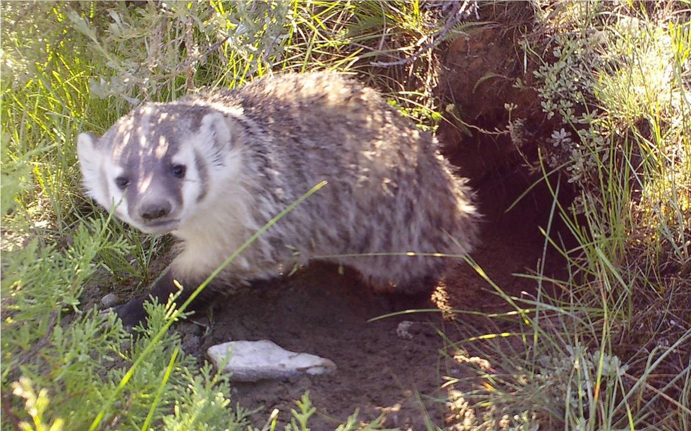UW undergrad authors new study about badgers From The Wire