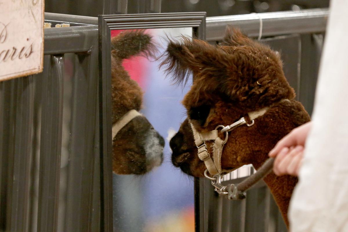 20200730-feat-fairalpacas-mc-3.JPG