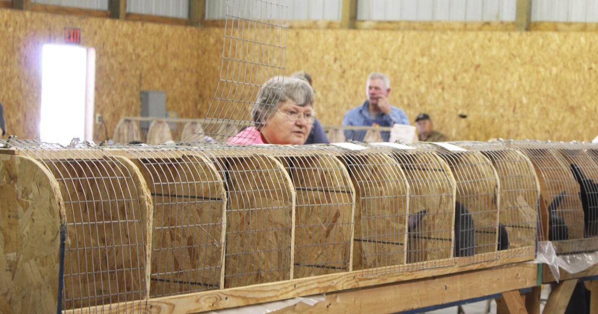 Albany County Fair hosts American Rabbit Breeders Association Open ...